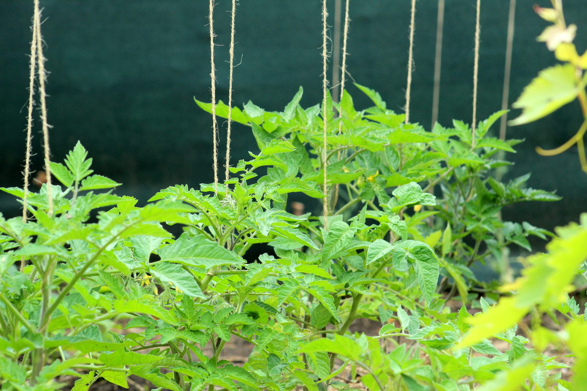 Comment attacher et soutenir correctement les plants de tomates (et 3 erreurs courantes)