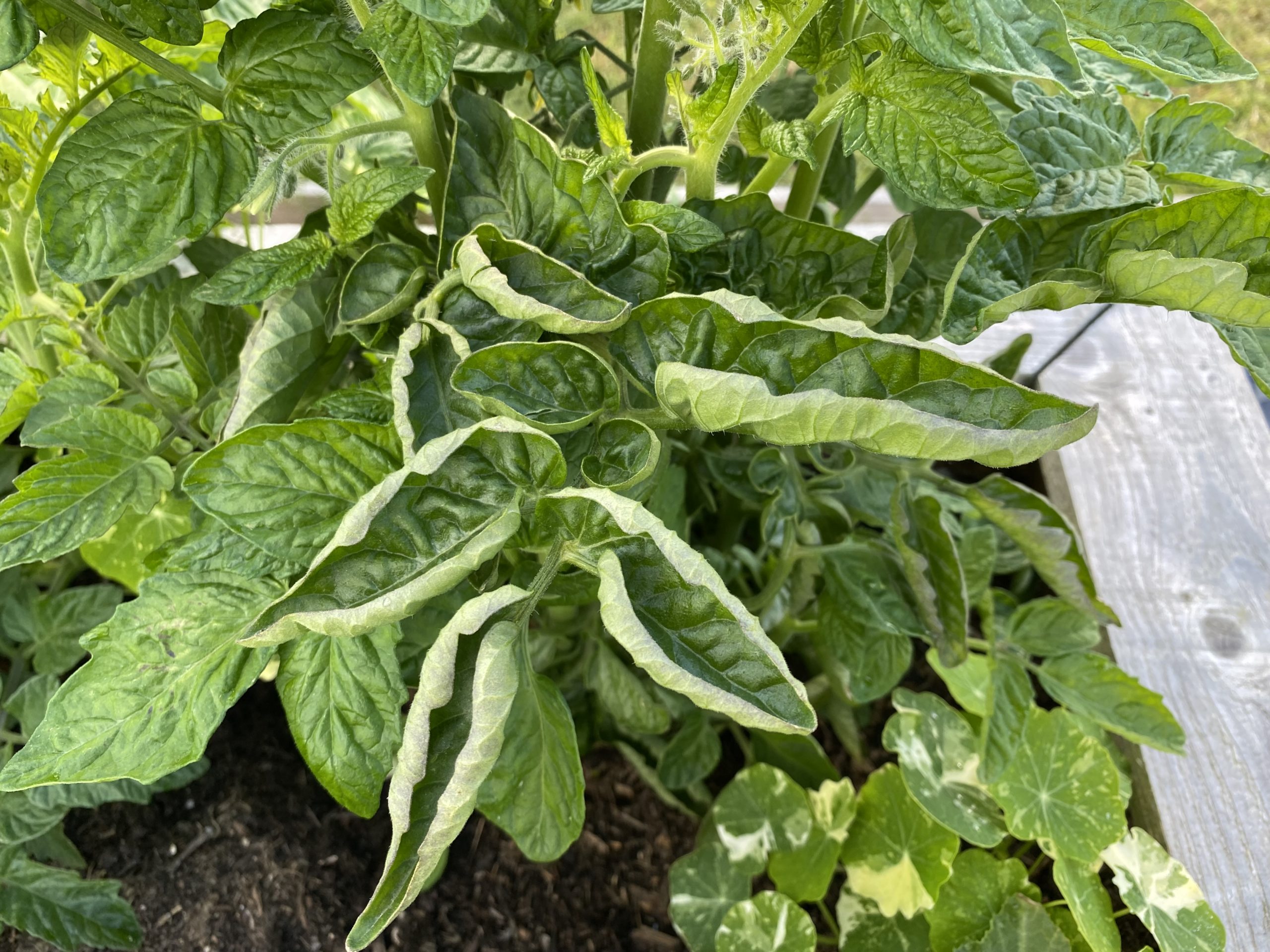 Why Are My Tomato Leaves Curling? 7 Causes & How To Fix Them
