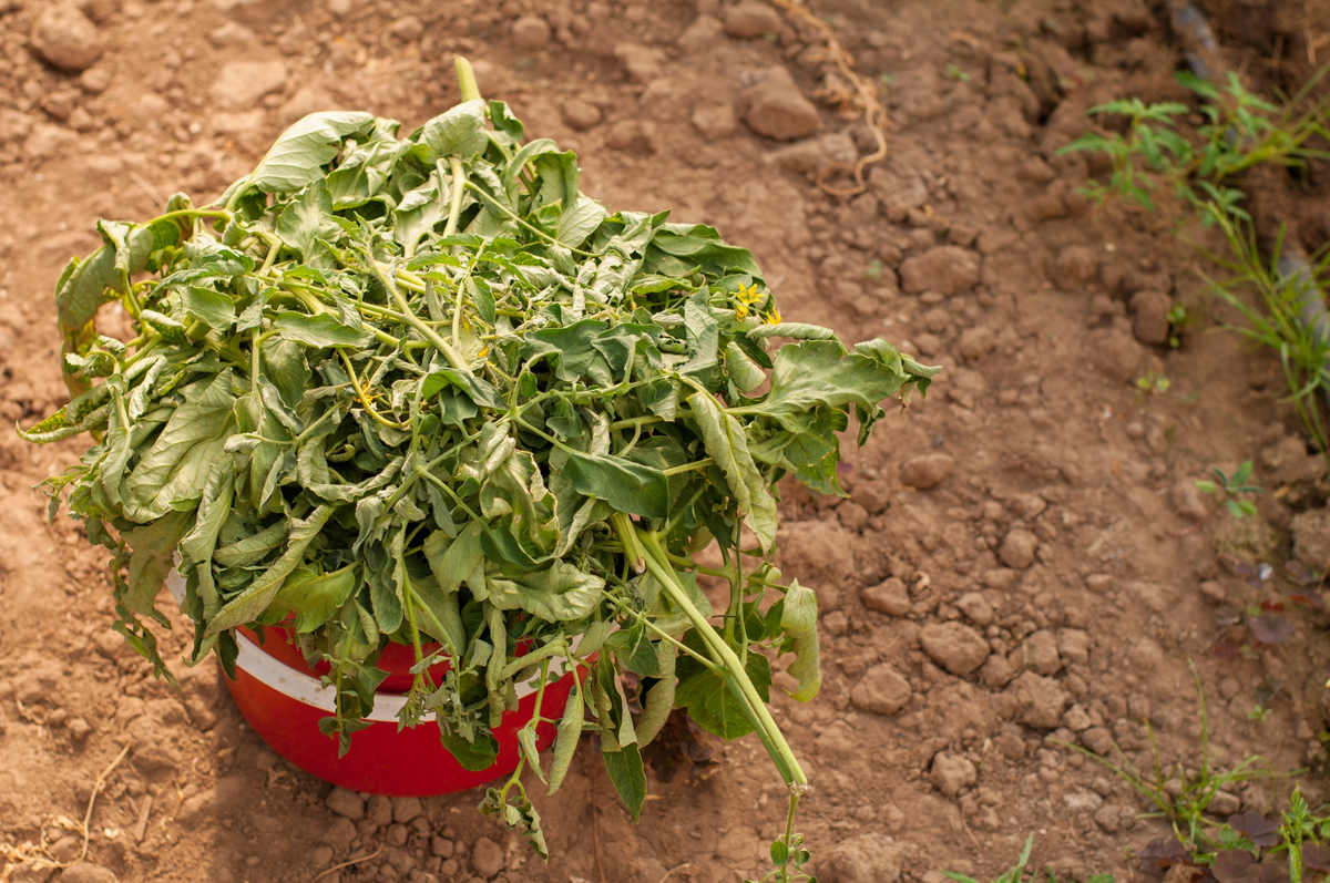 9 utilisations des feuilles de tomates que vous n&rsquo;avez jamais envisagées