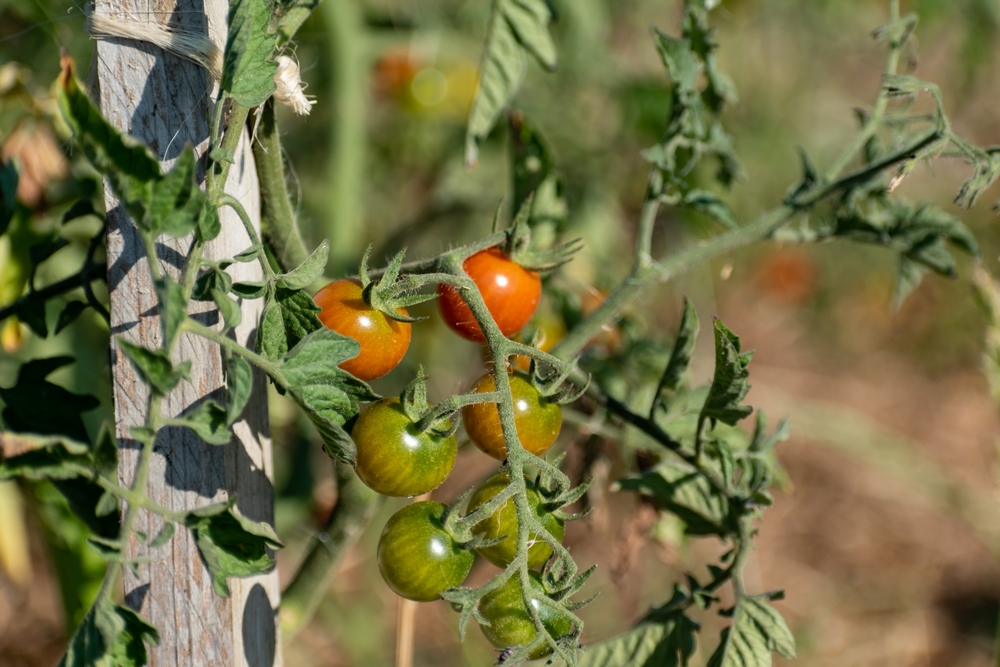 Brûlure de la tomate &#8211; Comment identifier et quoi faire à ce sujet