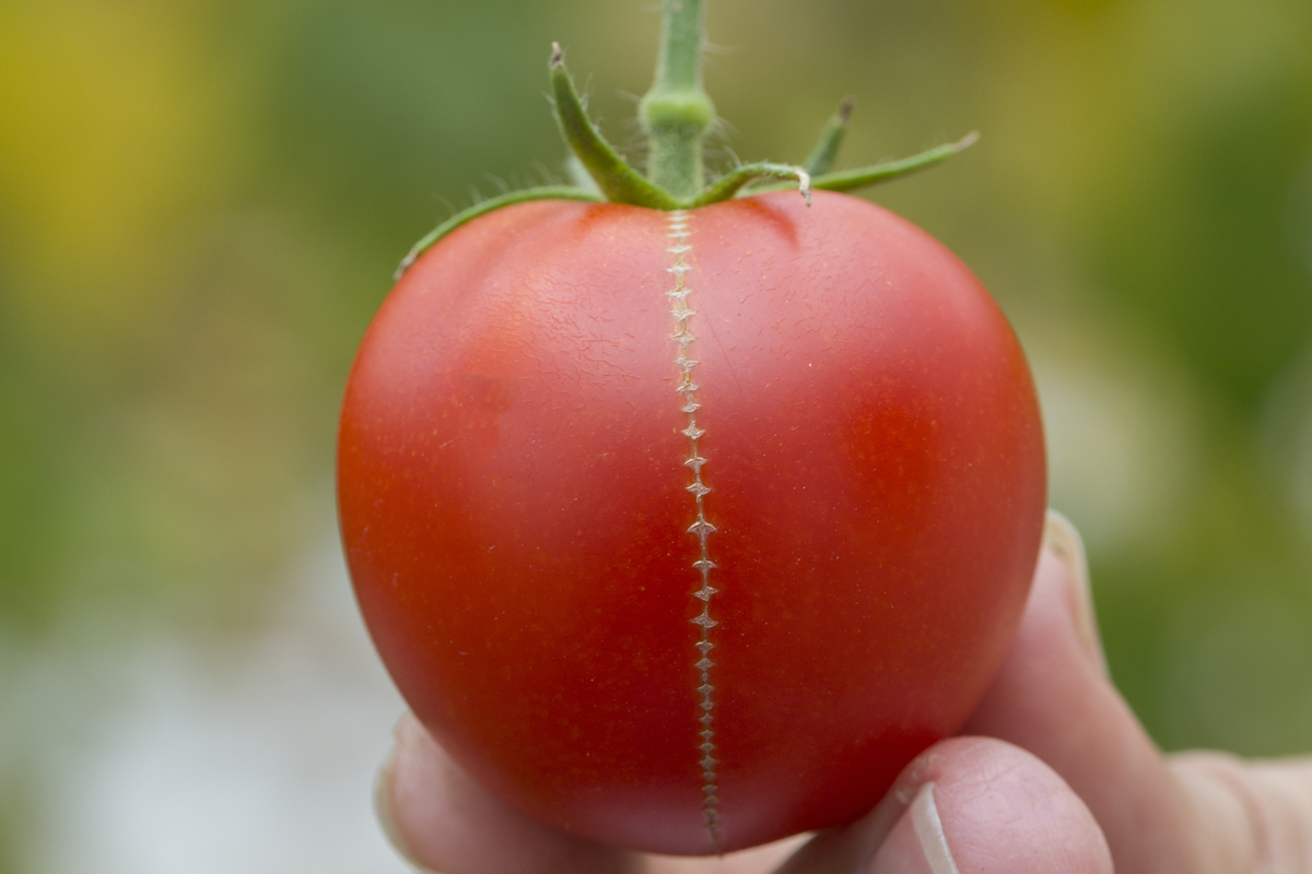 Fermeture éclair à la tomate : pourquoi cela se produit et comment l&#8217;empêcher