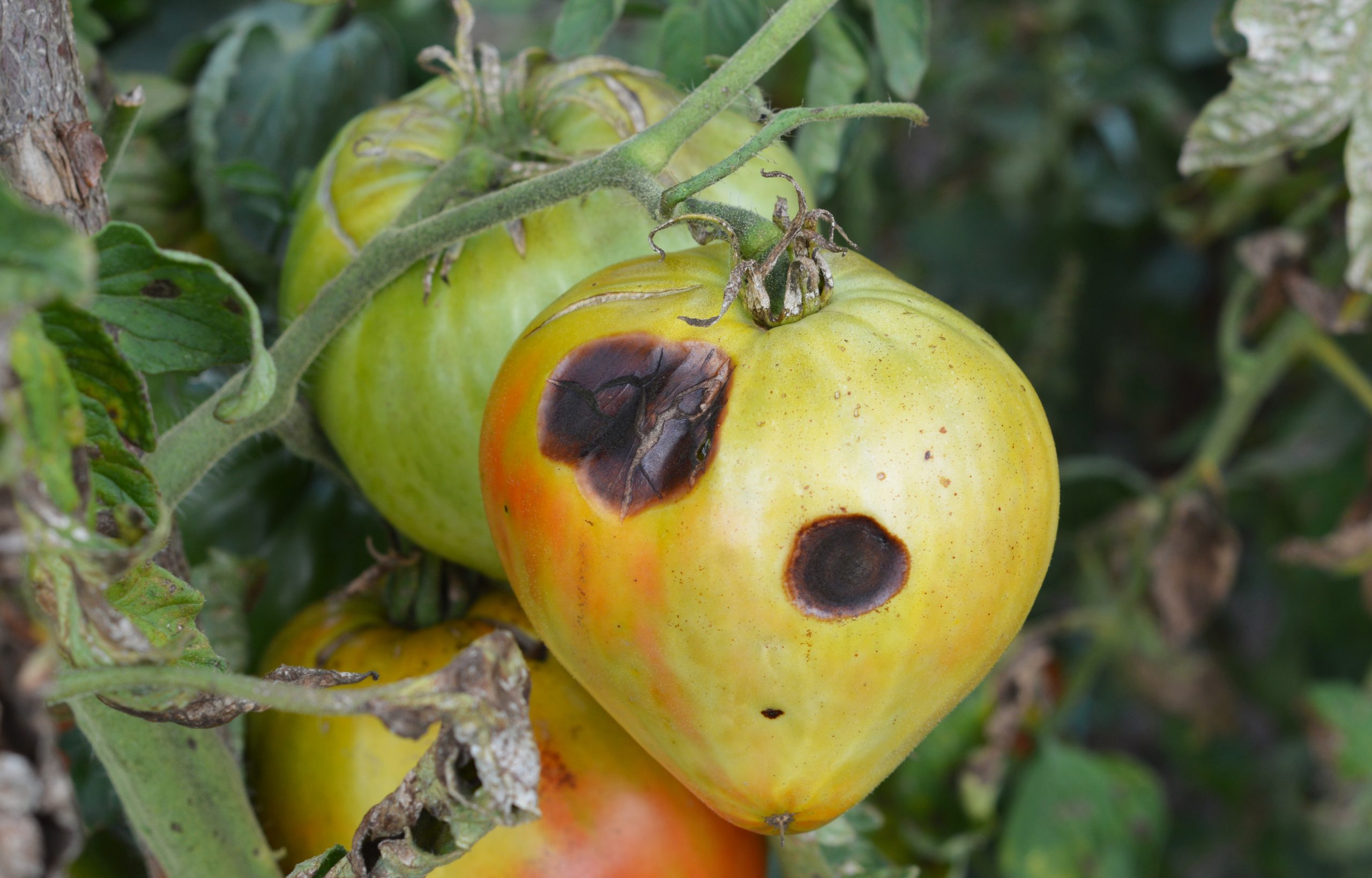 12-tomato-plant-diseases-identify-prevent-treat-tomato-bible