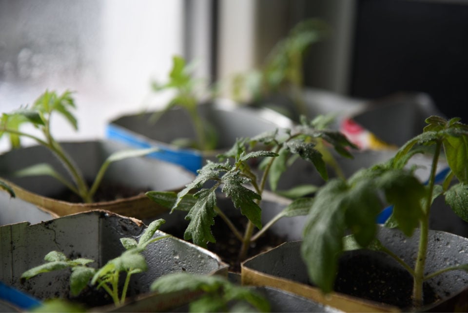 3 Clever Ways To Grow Tomatoes Through Winter Tomato Bible