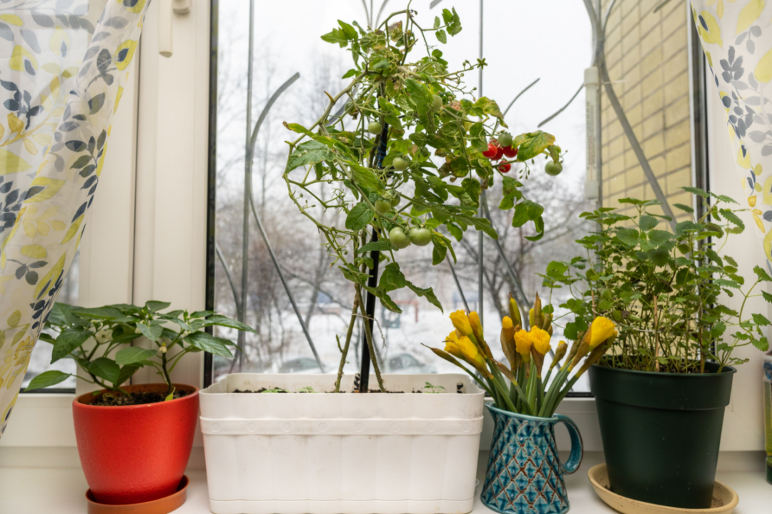 3 Clever Ways To Grow Tomatoes Through Winter Tomato Bible