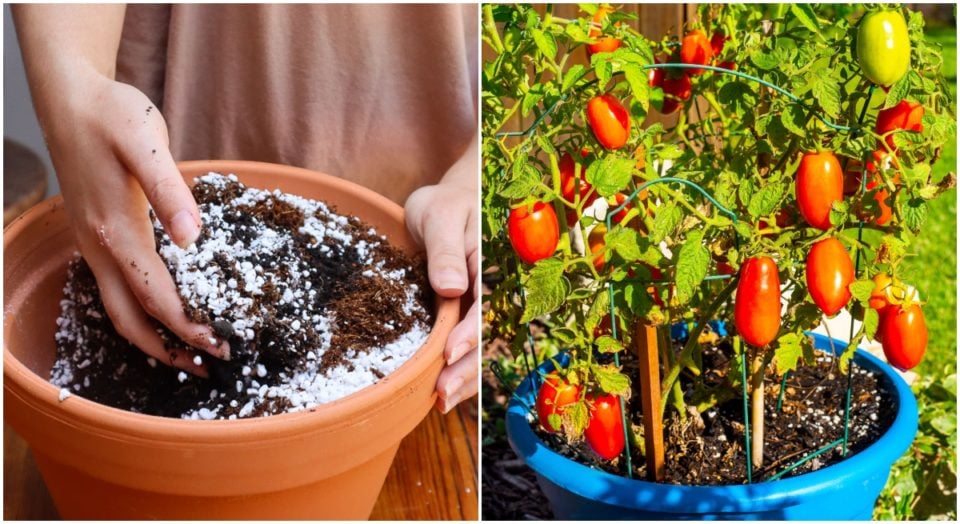 The Perfect Potting Soil Mix For Growing Tomatoes In Pots Tomato Bible