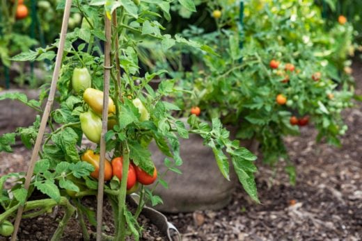 BEST POTTING SOIL FOR CONTAINER TOMATOES visual data 7