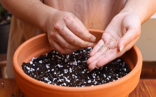 BEST POTTING SOIL FOR CONTAINER TOMATOES visual data 4