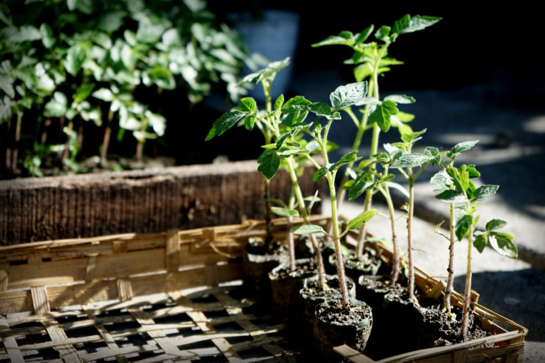 How To Grow Tomatoes From Seed To Harvest Tomato Bible