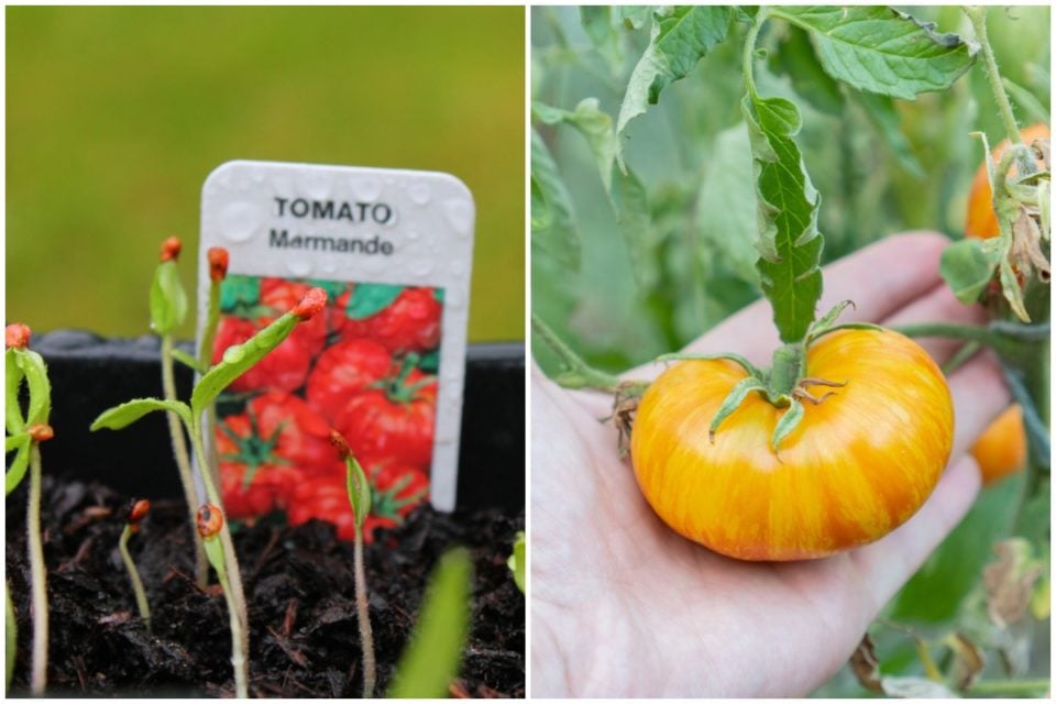 How To Grow Tomatoes From Seed To Harvest Tomato Bible