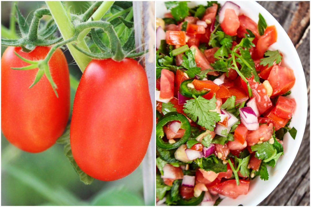 10 Best Tomato Varieties For Making Fresh Salsa - Tomato Bible