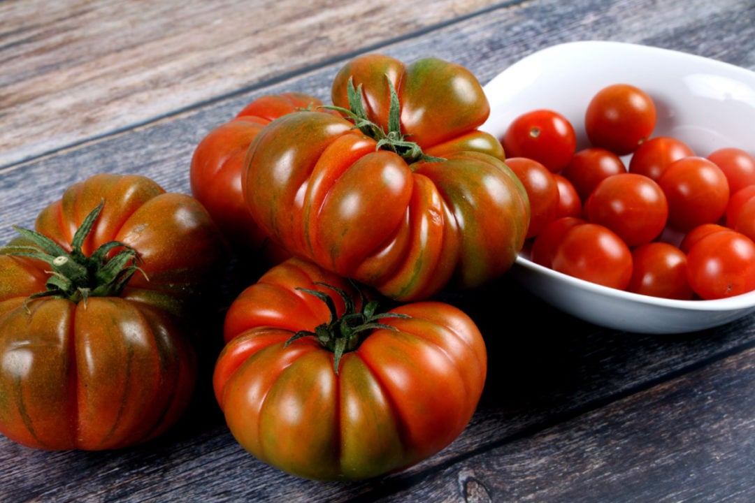 Brandywine Tomato Profile & Grow Guide Tomato Bible