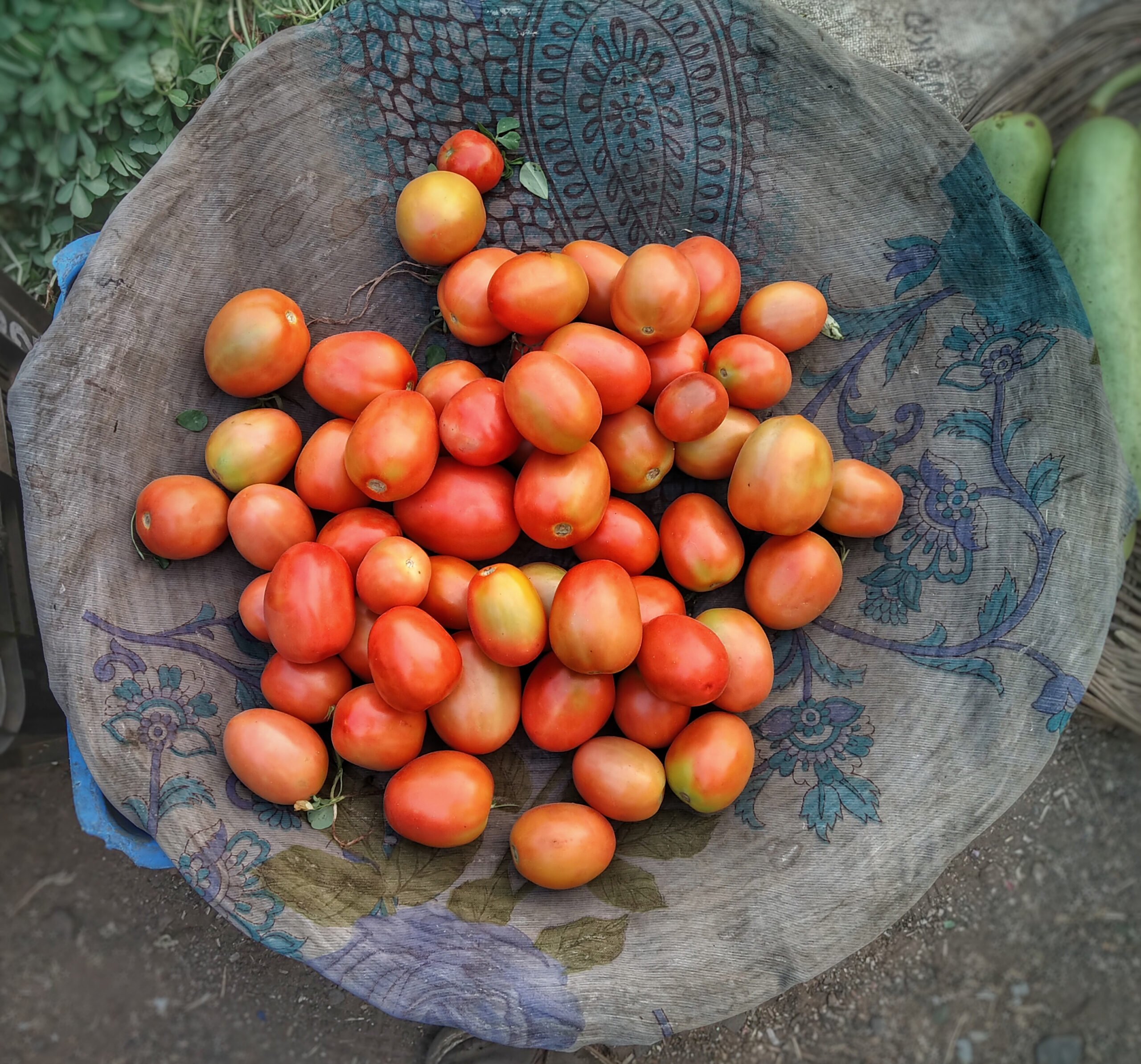 Celebrity Tomato: The Disease Resistant, Fast Growing Tomato Plant ...