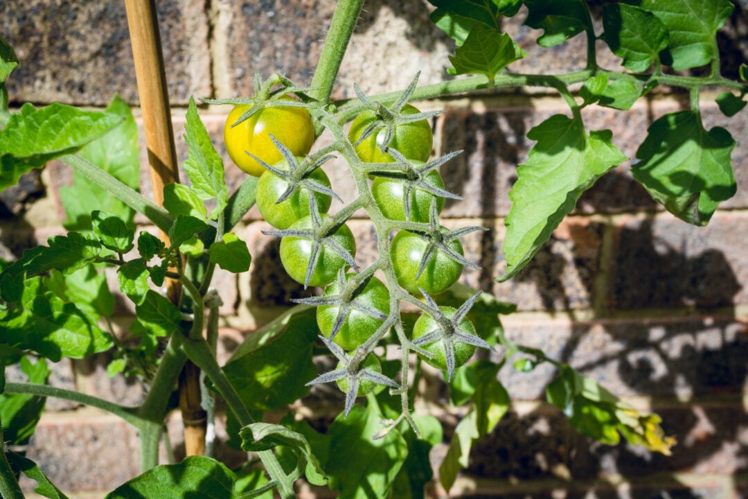 Growing Sungold Tomatoes - What You Need To Know - Tomato Bible