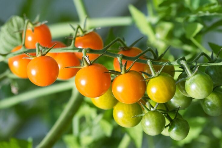 Growing Sungold Tomatoes - What You Need To Know - Tomato Bible